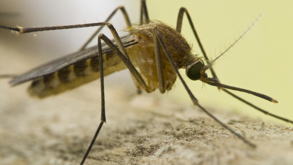 Detectado por primera vez el virus Sindbis en mosquitos del suroeste de España