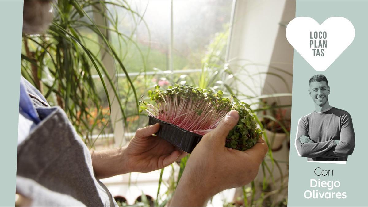 Calendario de siembra para el balcón: 10 tipos que puedes plantar (con éxito) en enero, febrero y marzo