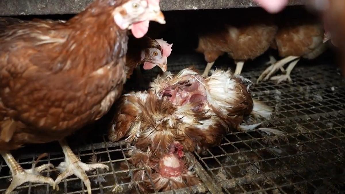 Un Juzgado abre diligencias contra los dueños de ‘la granja de los horrores’ de Mallorca por presunto maltrato animal
